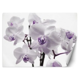 Fototapeta, Kwitnąca orchidea - 150x105